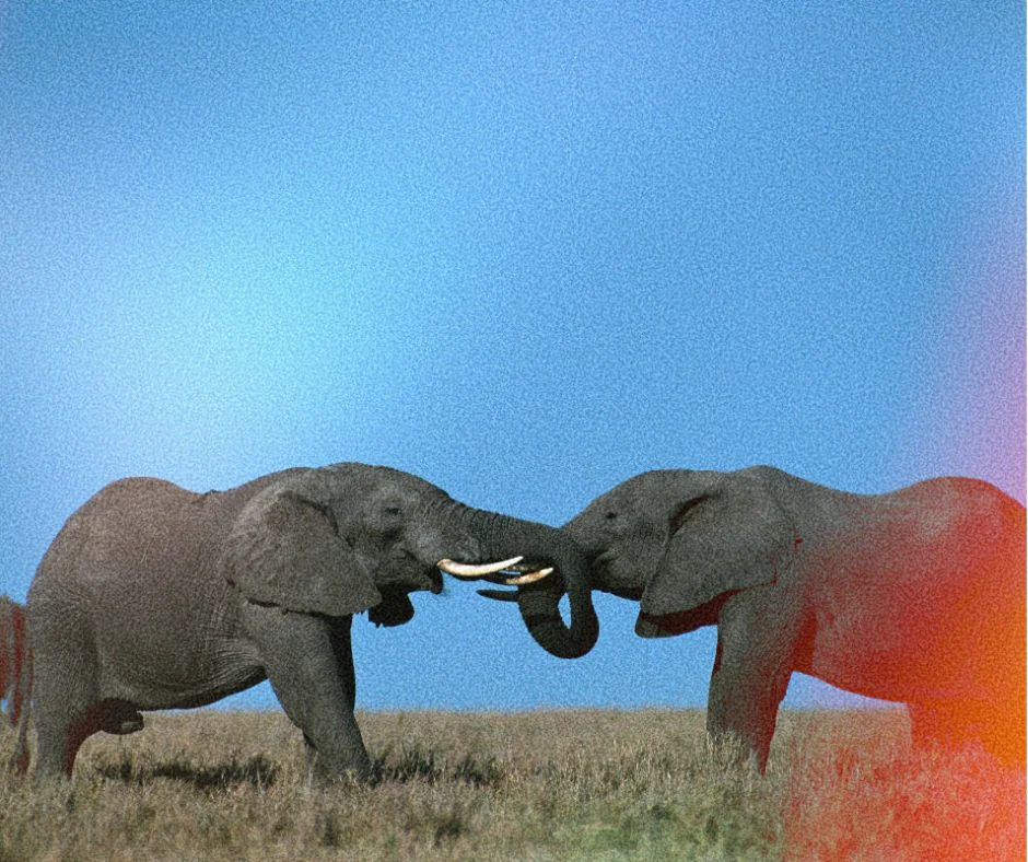 Wildlife and safari scenery in Tanzania's Southern Circuit — Nyerere National Park