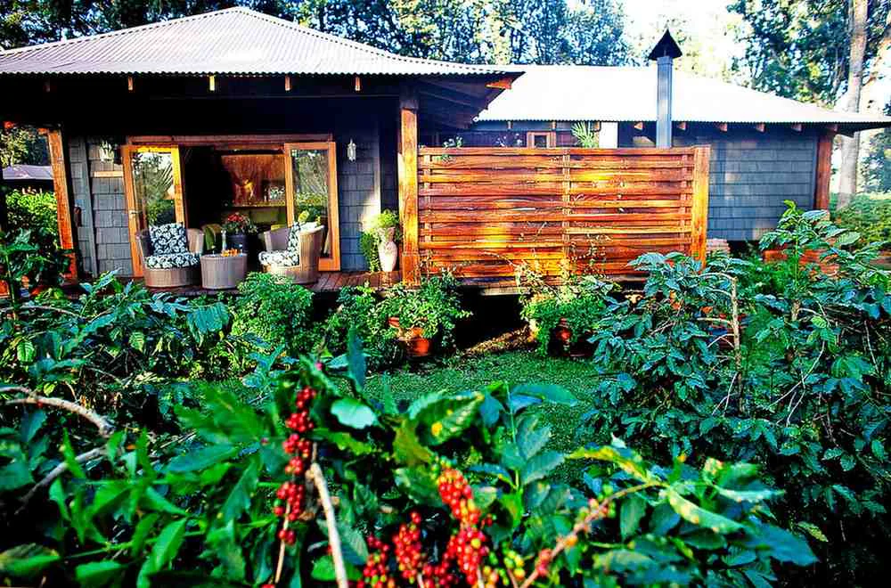Stay at Coffee Estate
