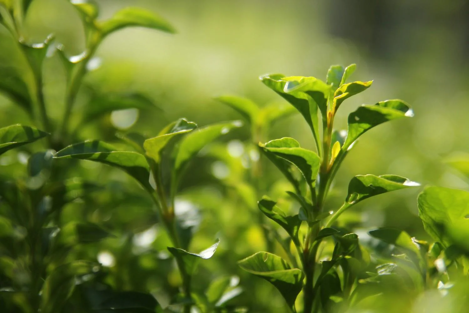 Tea Plantation