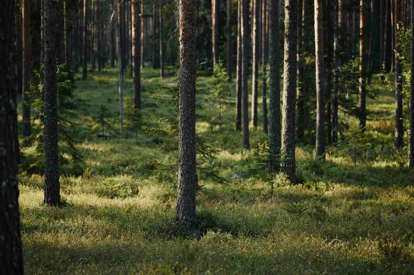 Reforestation and erosion control project in Tanzania