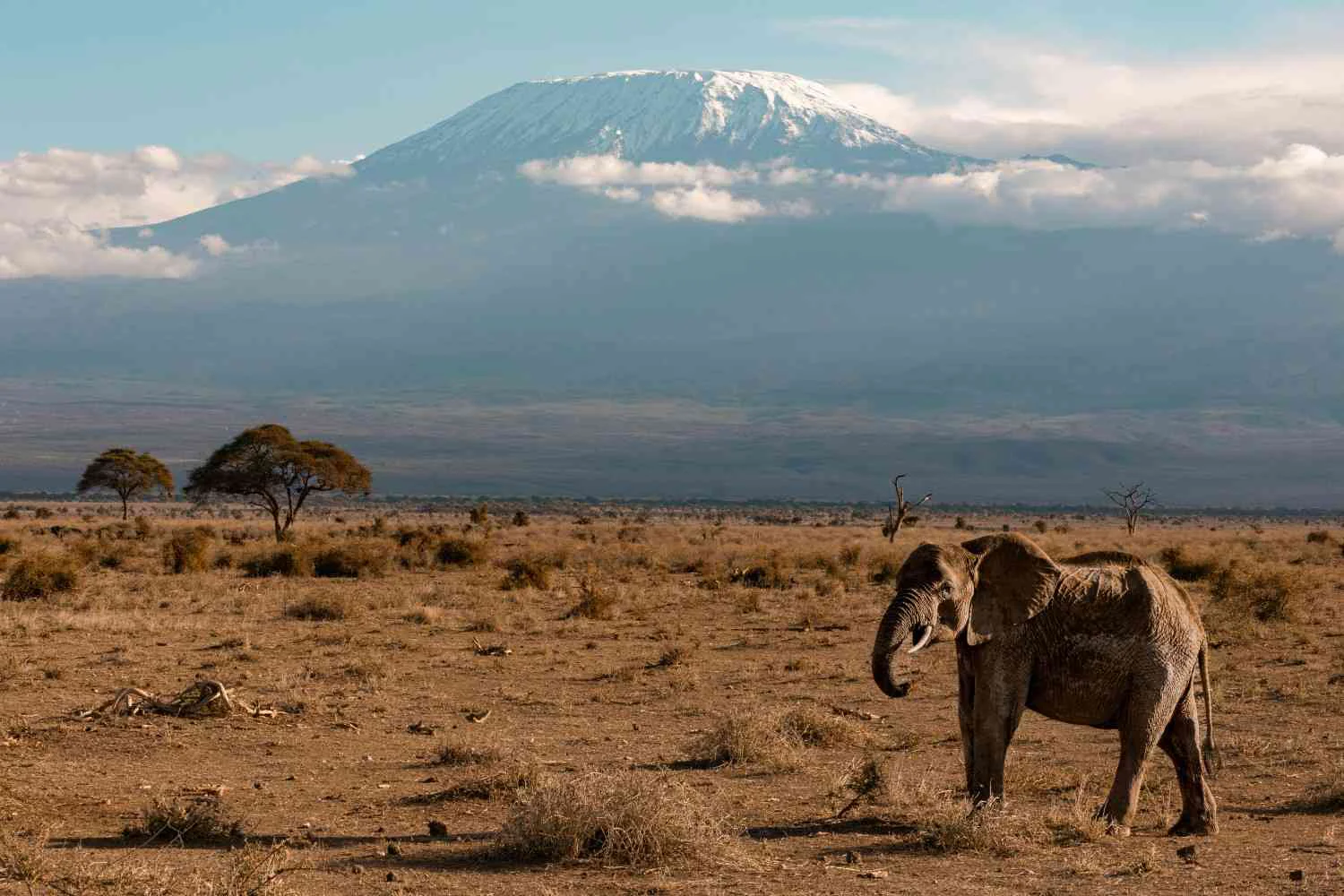 Wildlife Conservation