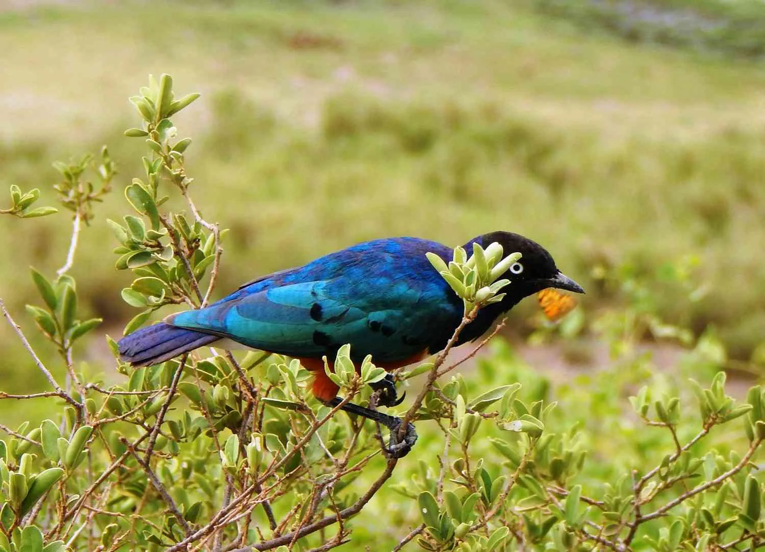 Lilac-breasted roller in Tanzania birding safari