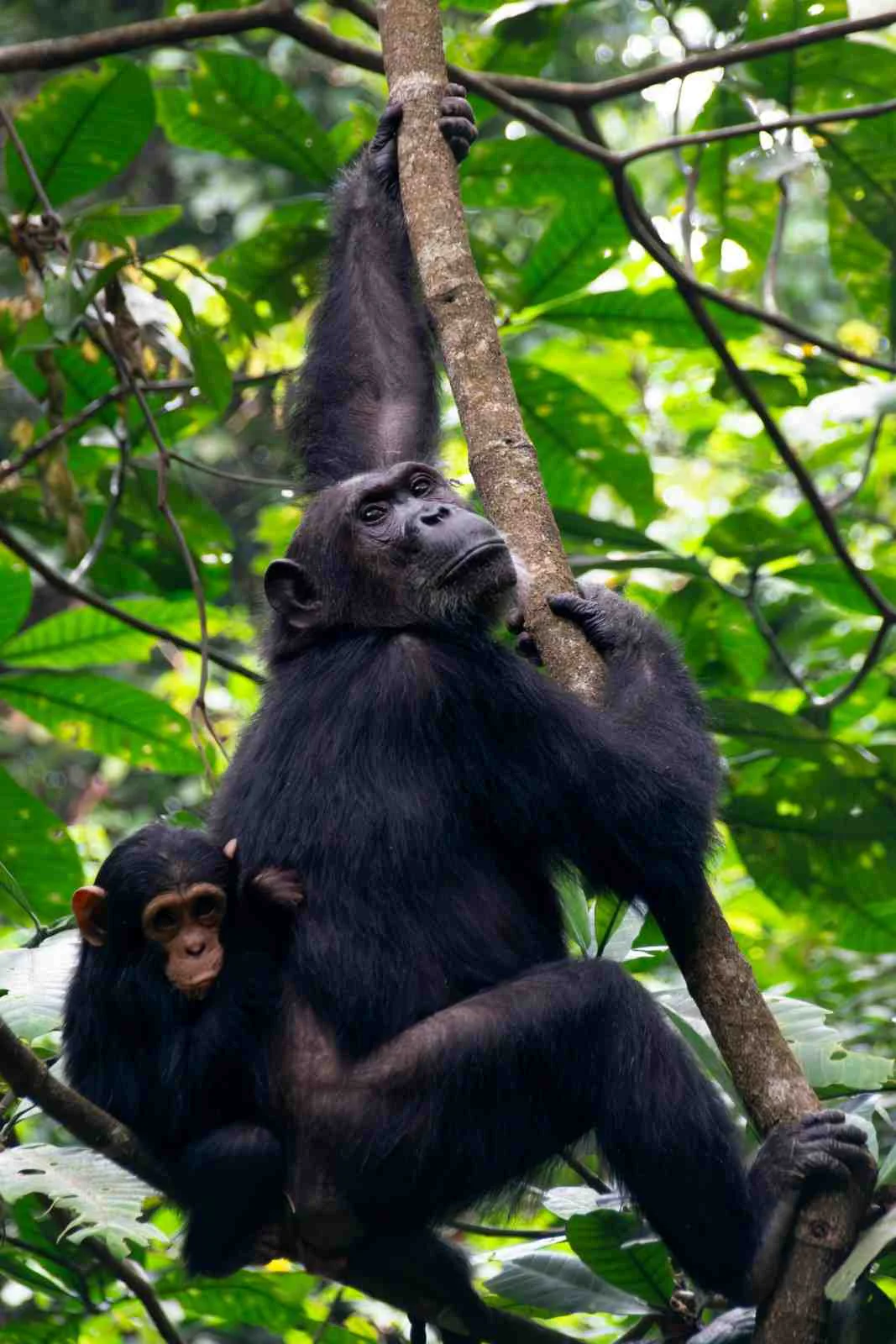 Chimpanzee Trekking
