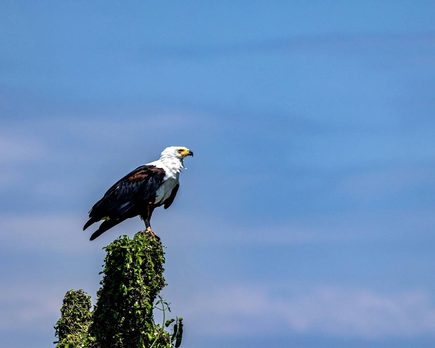 Citizen Science