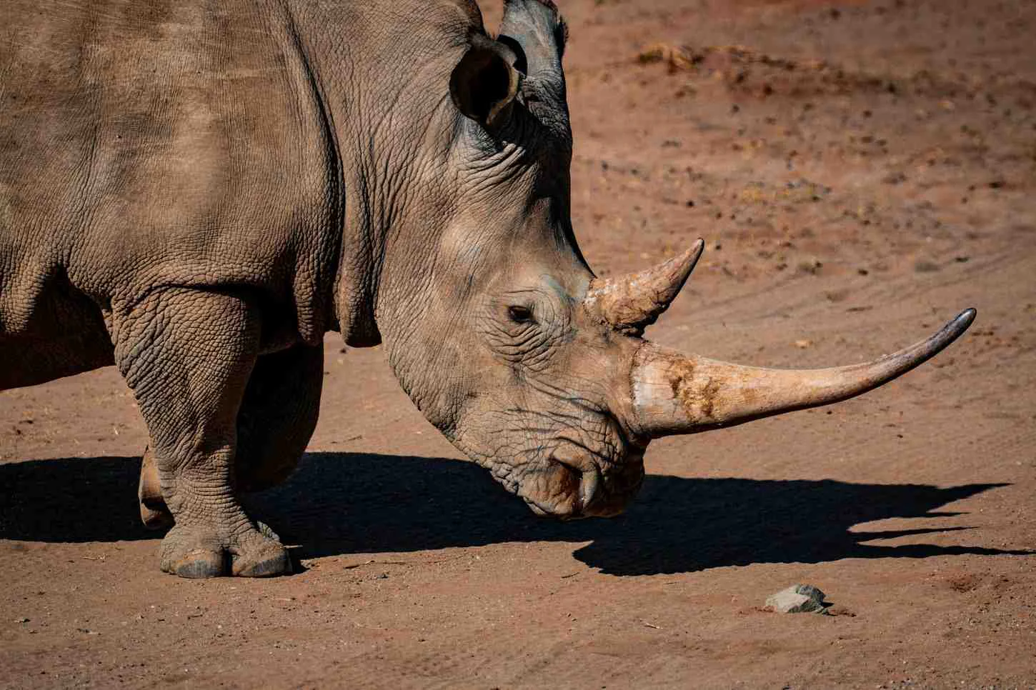 Mkomazi Rhino Sanctuary