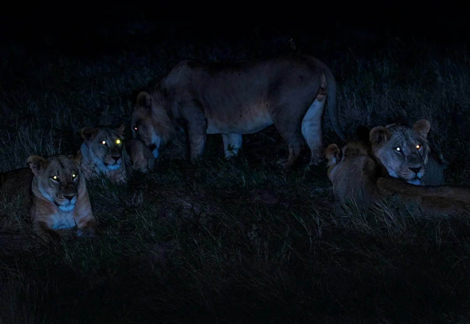 Night Game Drive