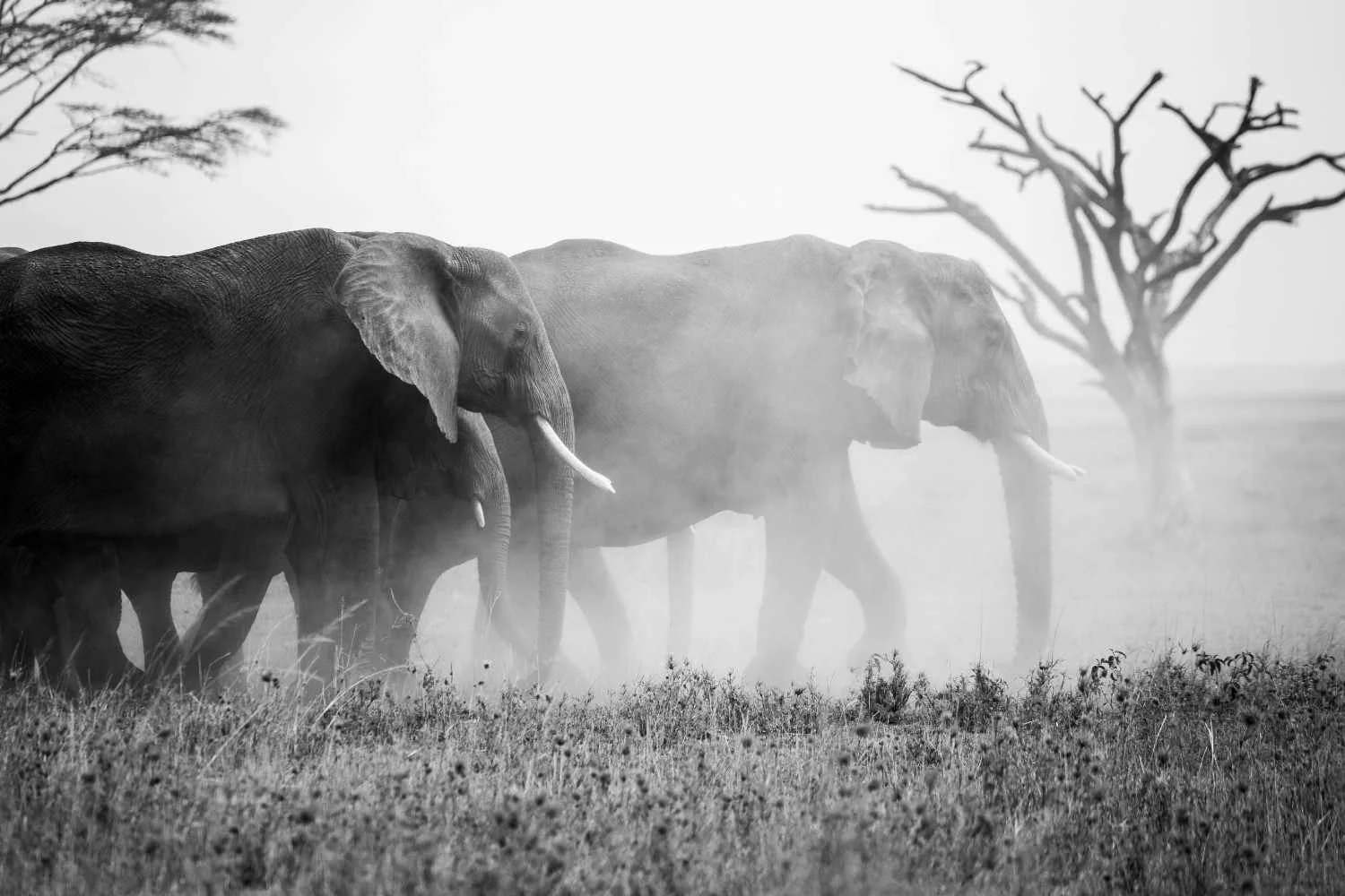 Wildlife photography in Tanzania