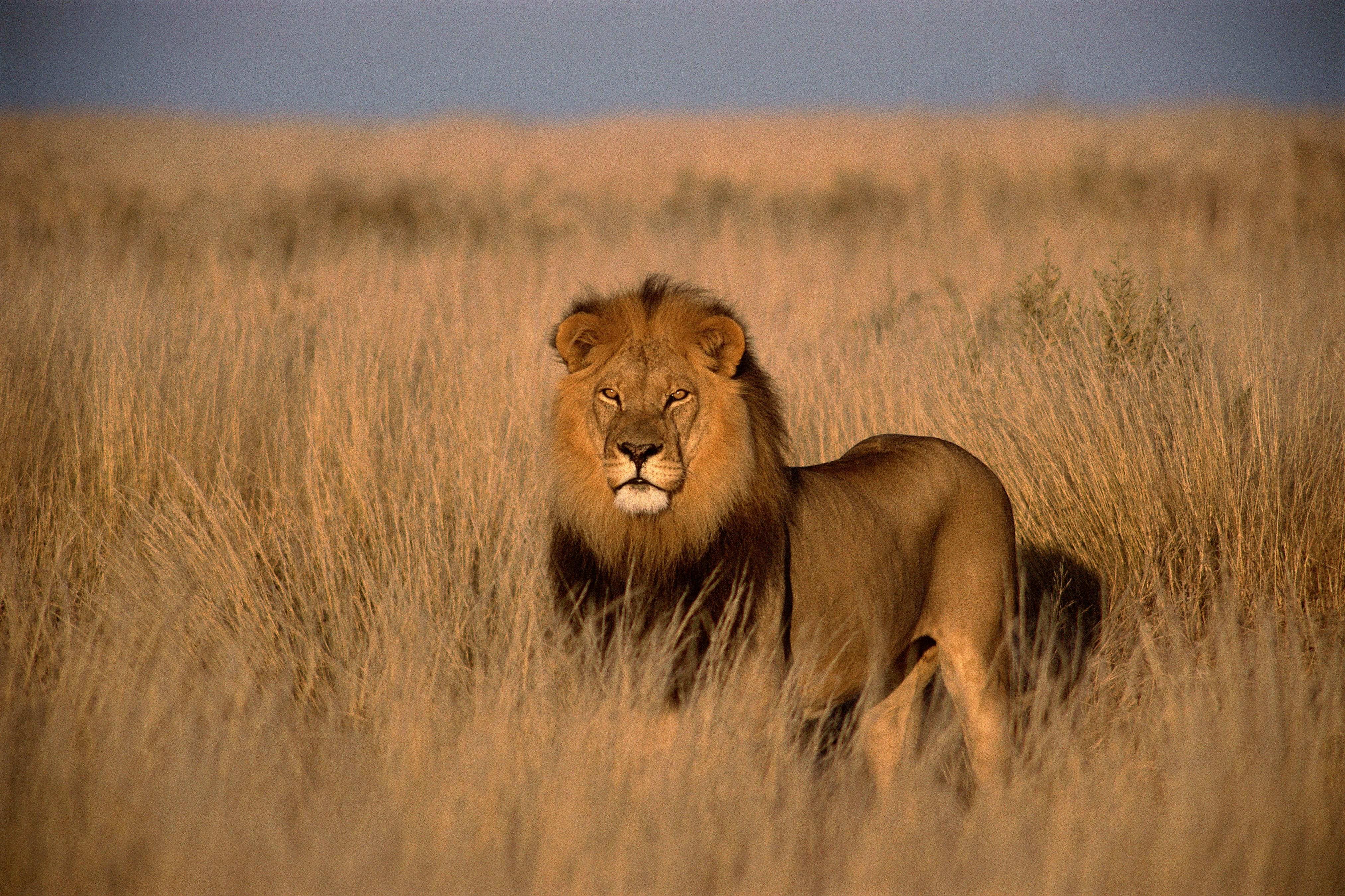 Classic Safari