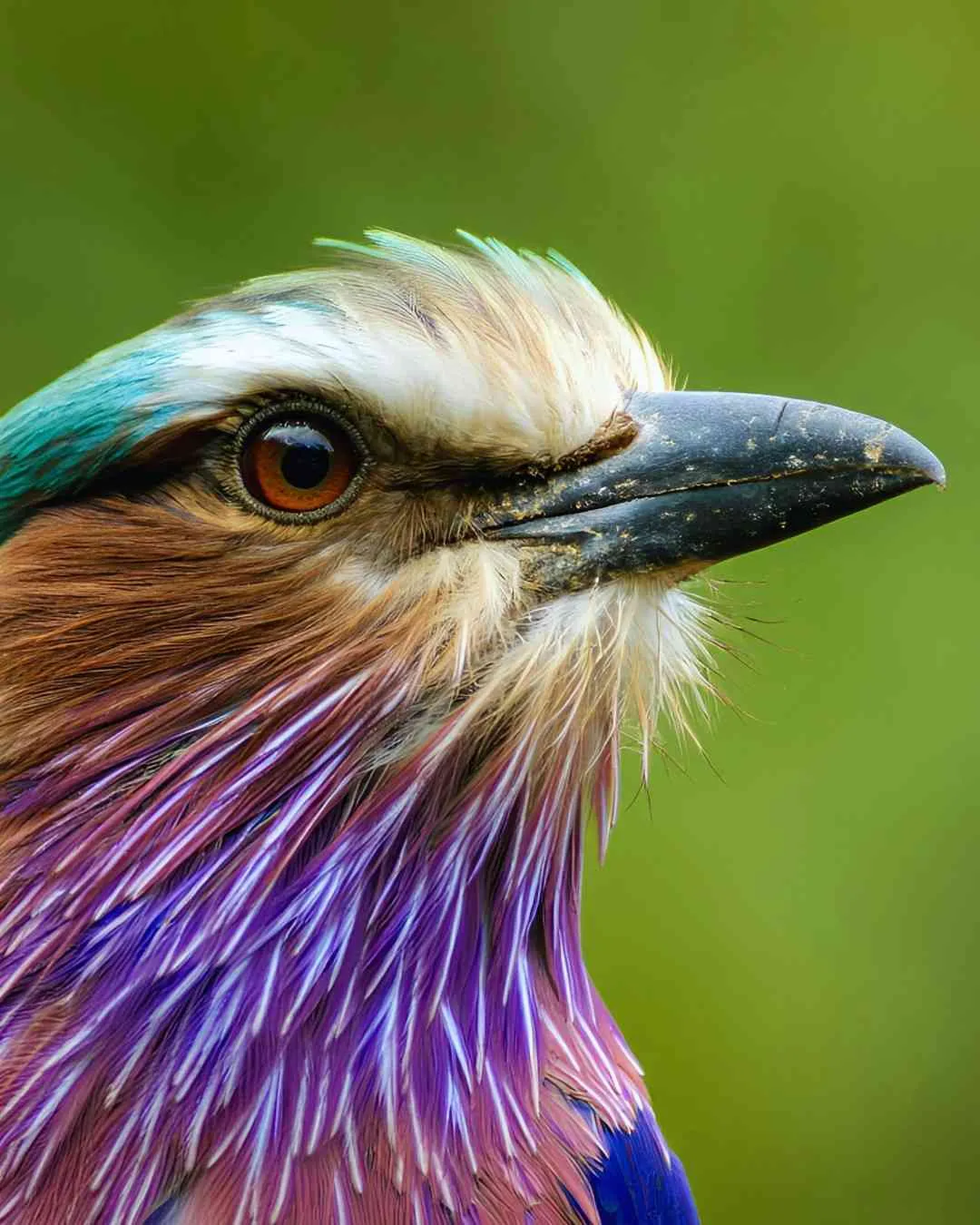7-Day Grumeti Signature Luxury Fly-In Safari
