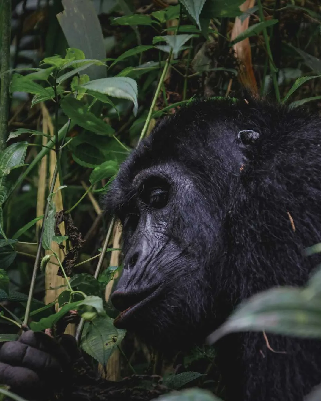 6-Day Uganda Gorillas & Chimpanzees – Mid-Range