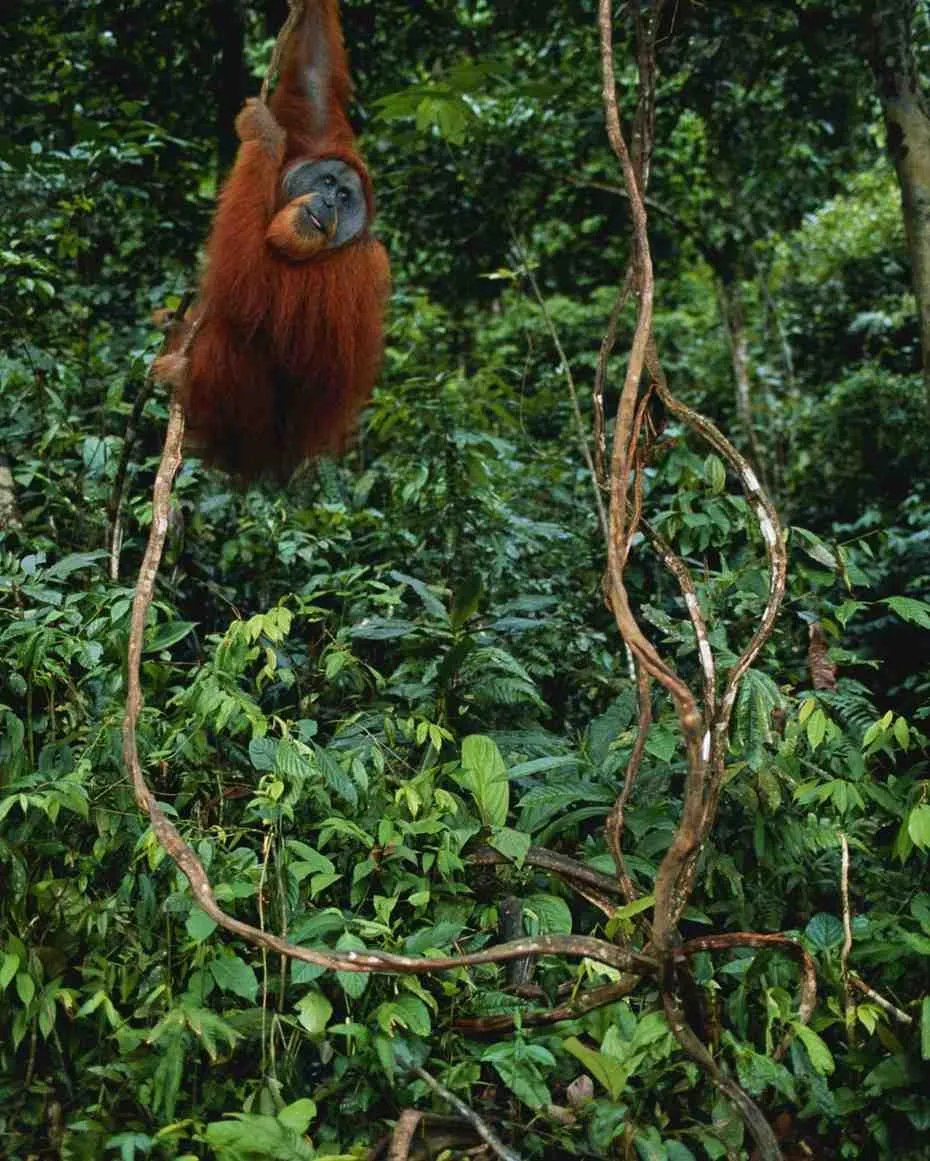 12-Day Primate & Wilderness Safari