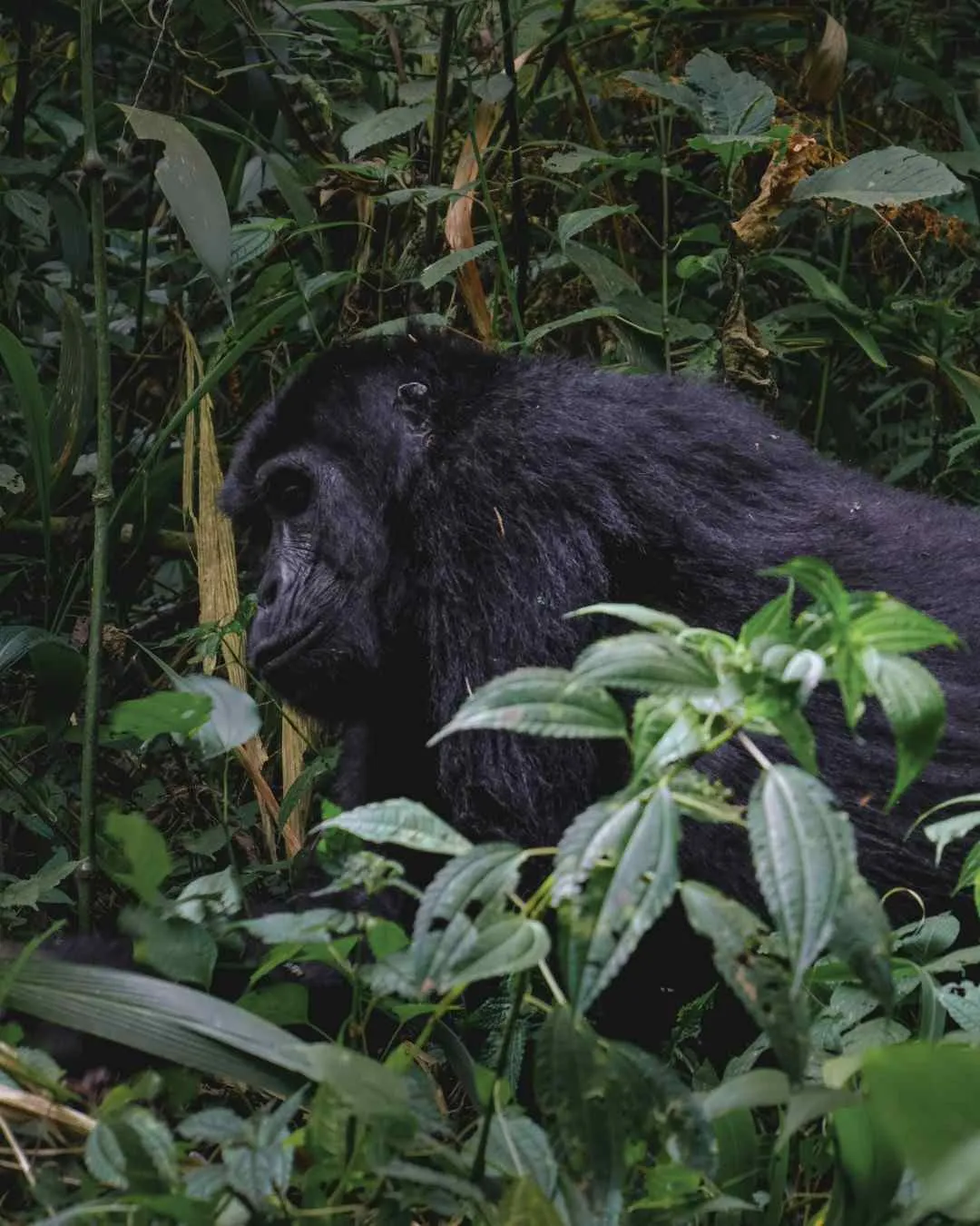 6-Day Uganda Gorillas & Chimpanzees – Mid-Range