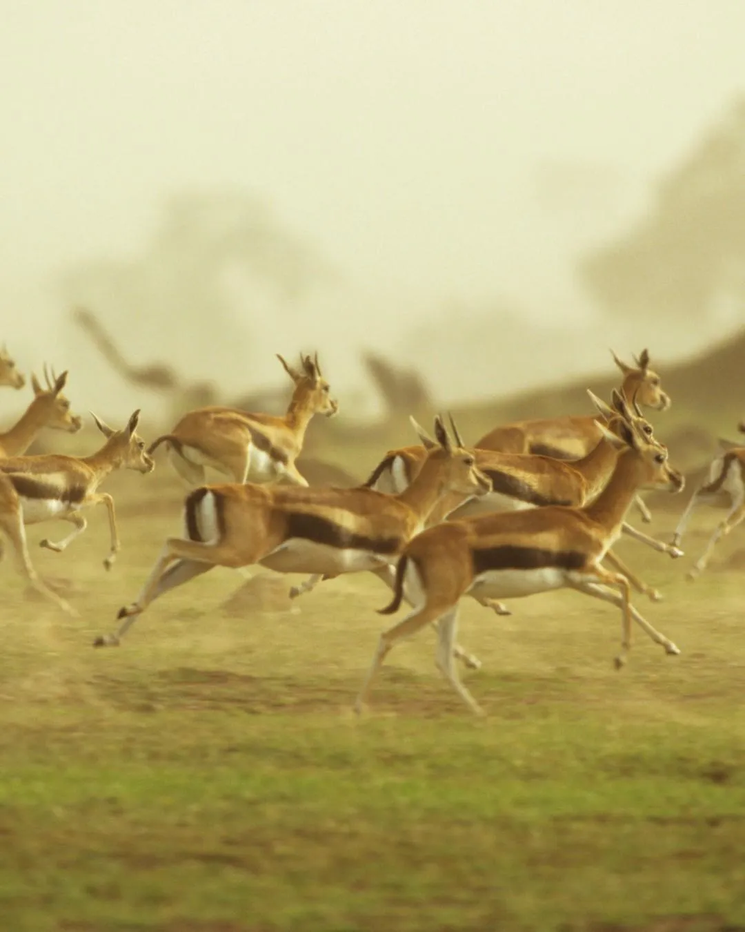 Southern Circuit — Tanzania safari region overview image
