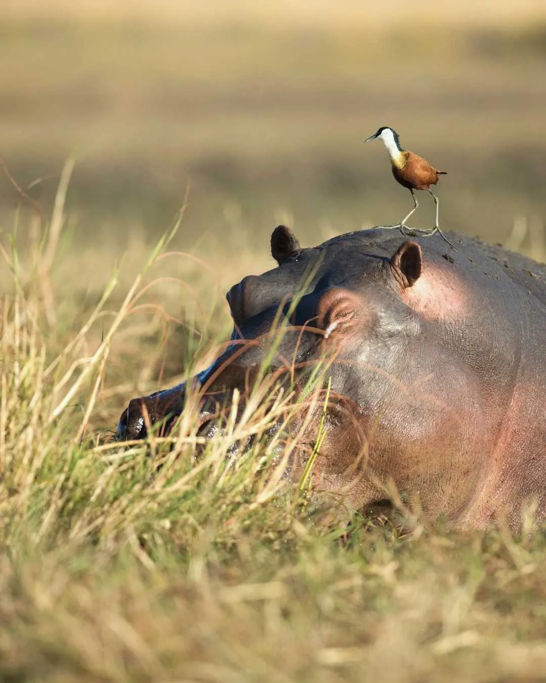 Safari itinerary highlight image for 11-Day Remote Loop Ruaha Katavi Tanzania in Tanzania