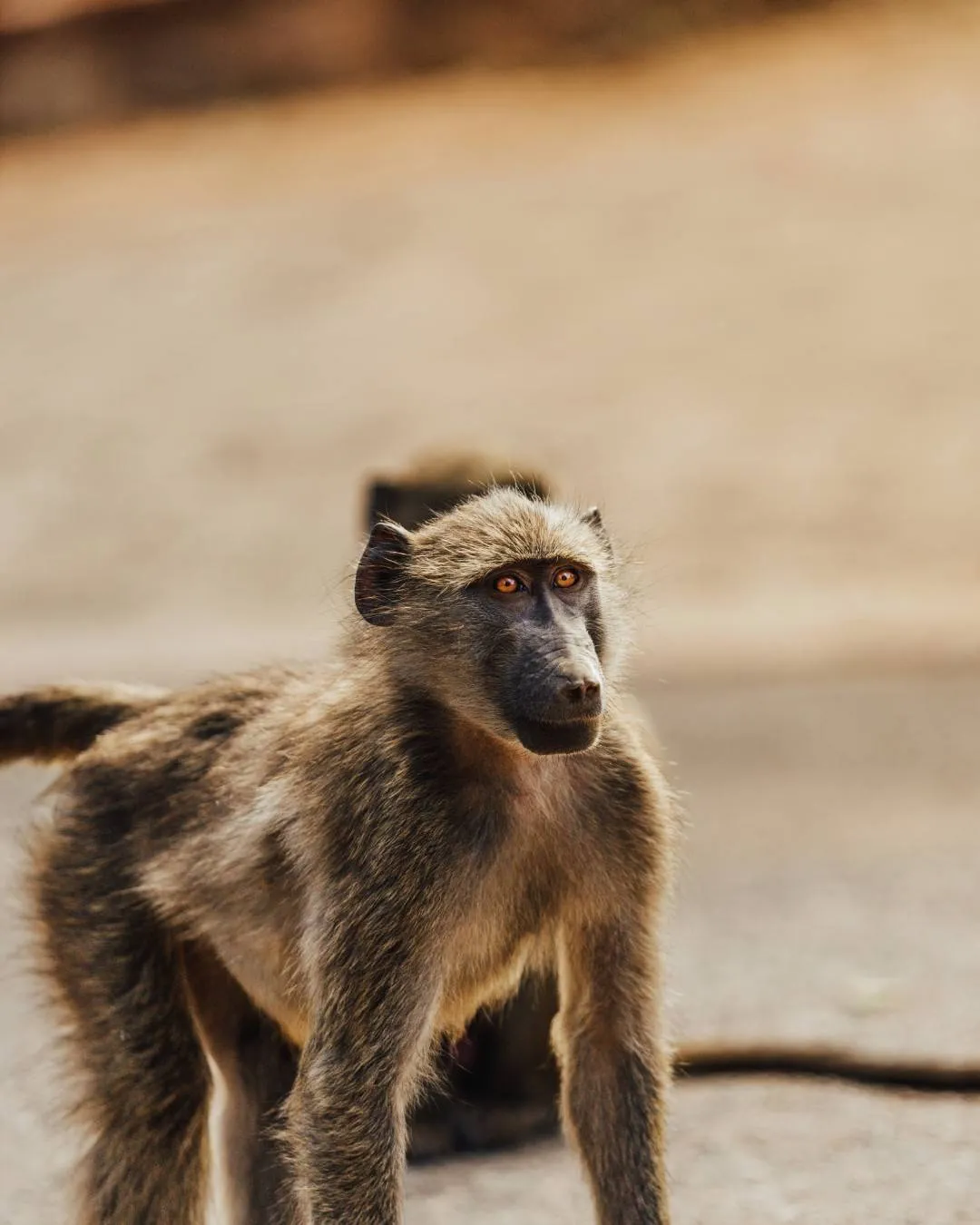 7 Day Tanzania Safari - Grumeti Signature Luxury