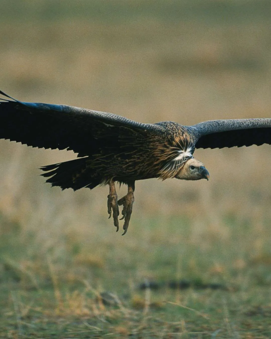 8-Day Southern Tanzania Wildlife Safari