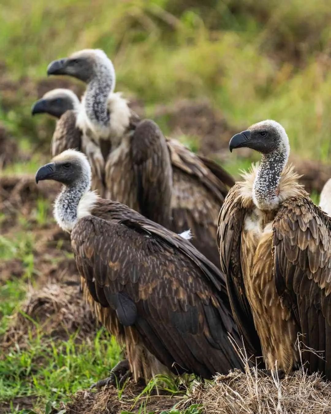 8-Day Ruaha Nyerere Safari
