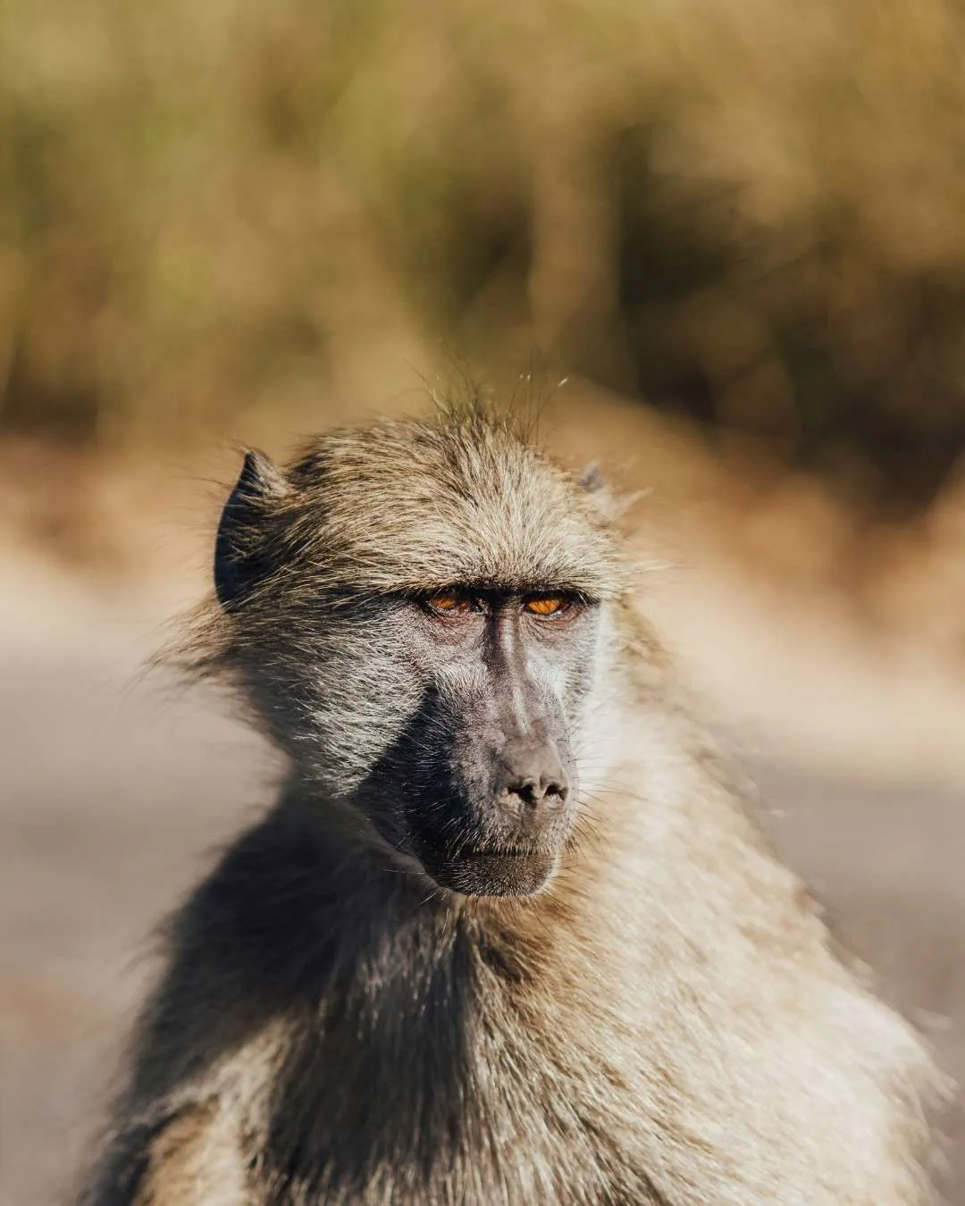 Safari itinerary highlight image for 12-Day Mahale Chimp Trekking Safari in Tanzania