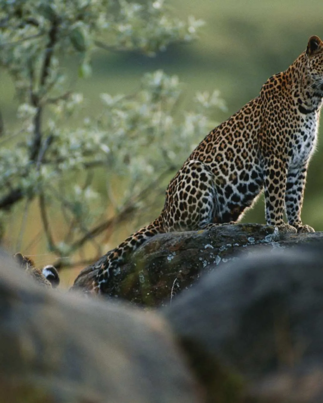 Great Migration herds in the Northern Serengeti, Tanzania