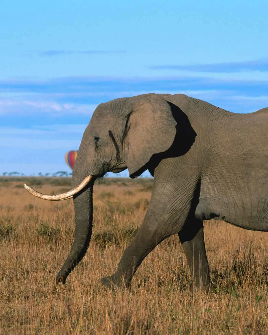 Wildlife and river scenery in Ruaha National Park, Tanzania
