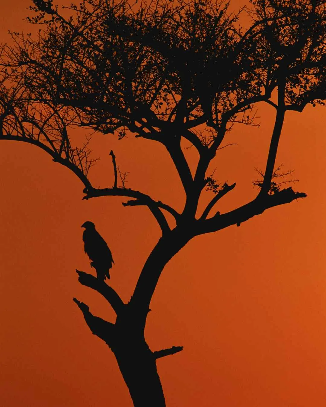 4-Day Rwanda Gorilla Safari
