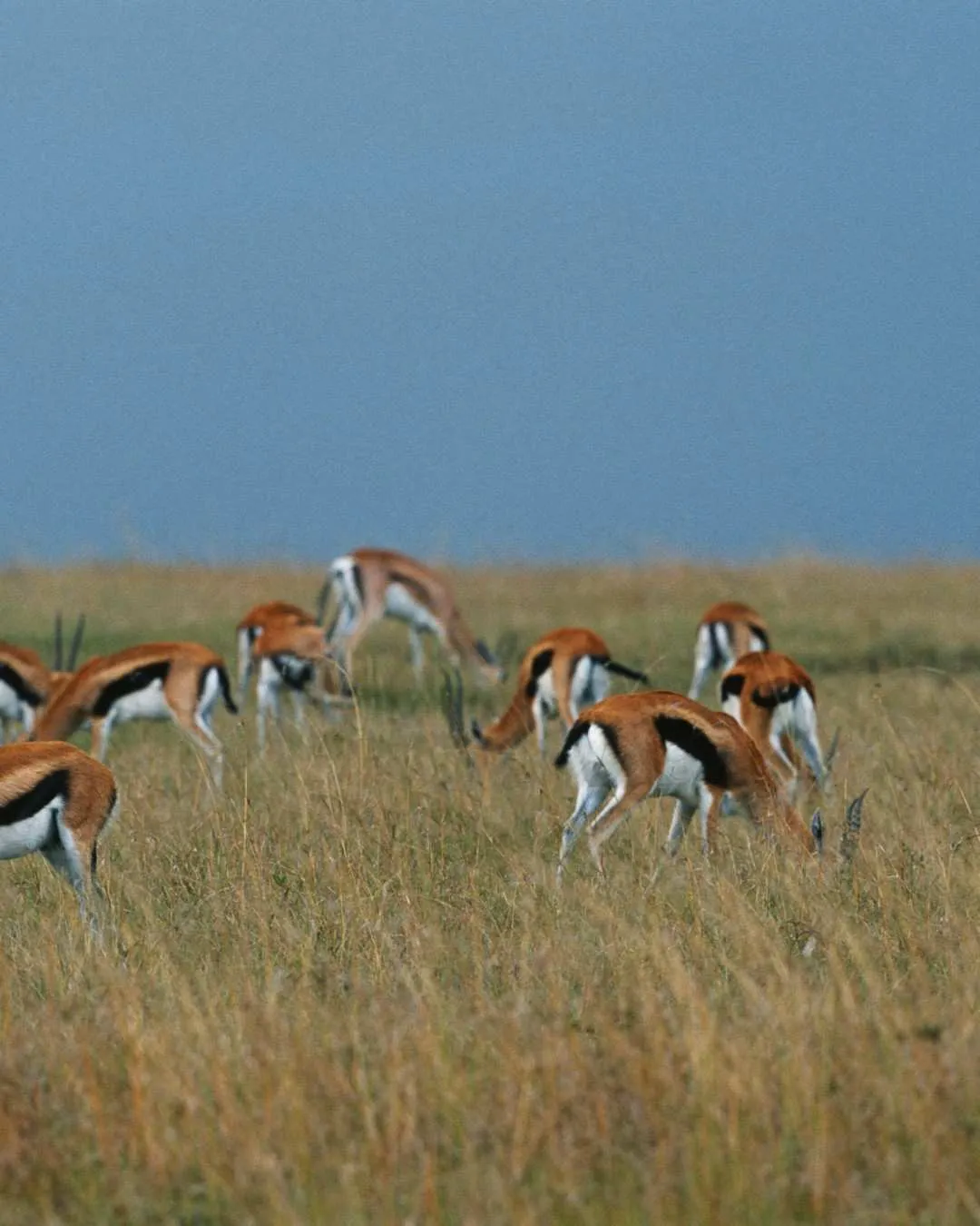 Romantic 7-Day Tanzania Safari – Premium