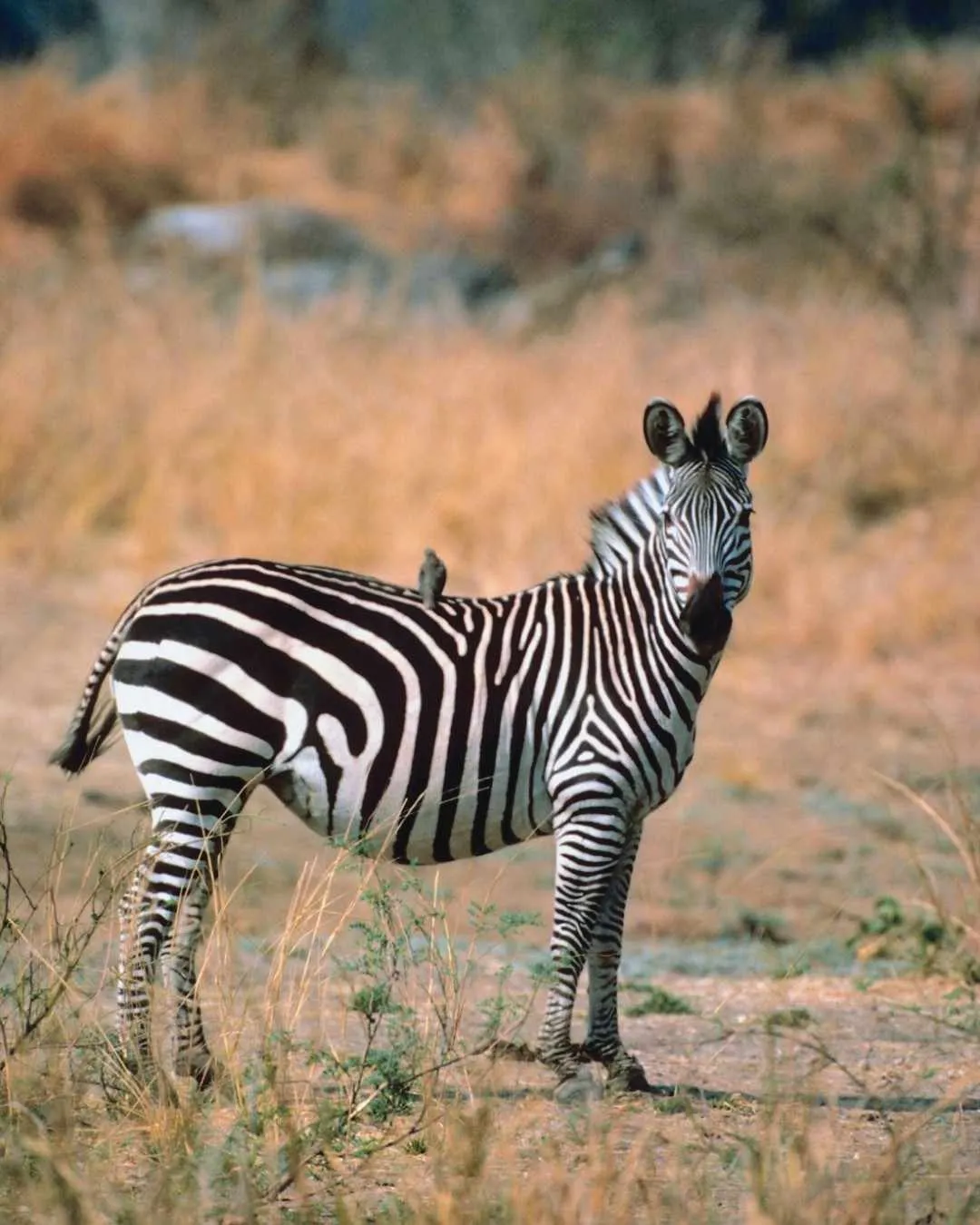 7-Day Grumeti Signature Luxury Fly-In Safari