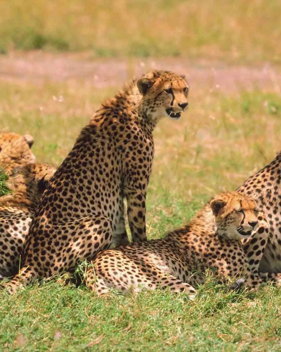 Ngorongoro Crater landscape, Tanzania