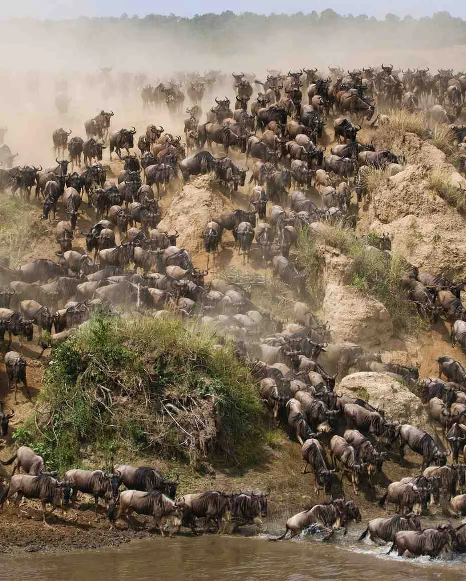 Wildebeest crossing the Mara River