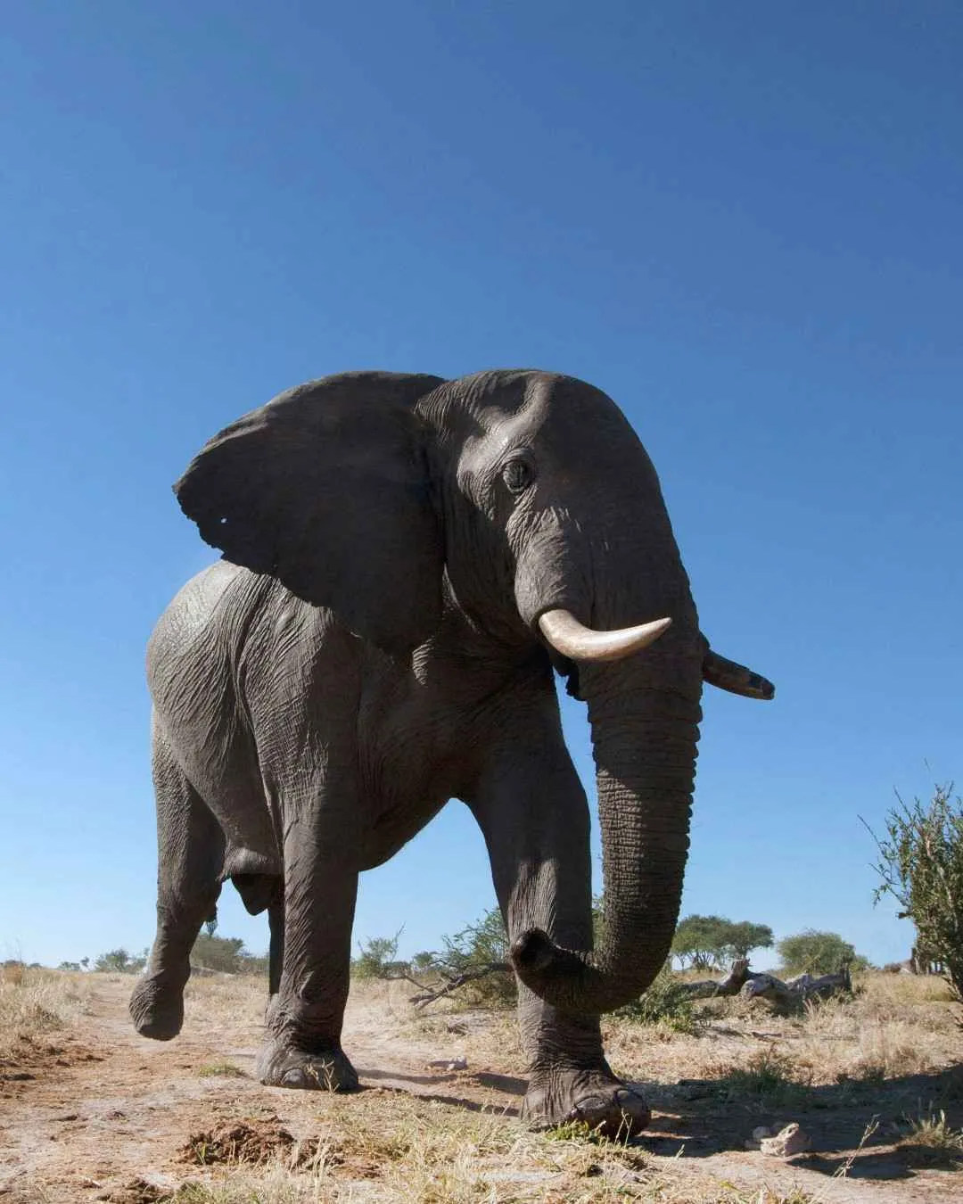 Romantic 7-Day Tanzania Safari – Premium