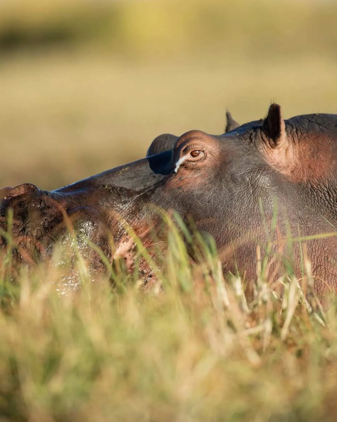 7-Day Tanzania Safari: Serengeti & Ngorongoro
