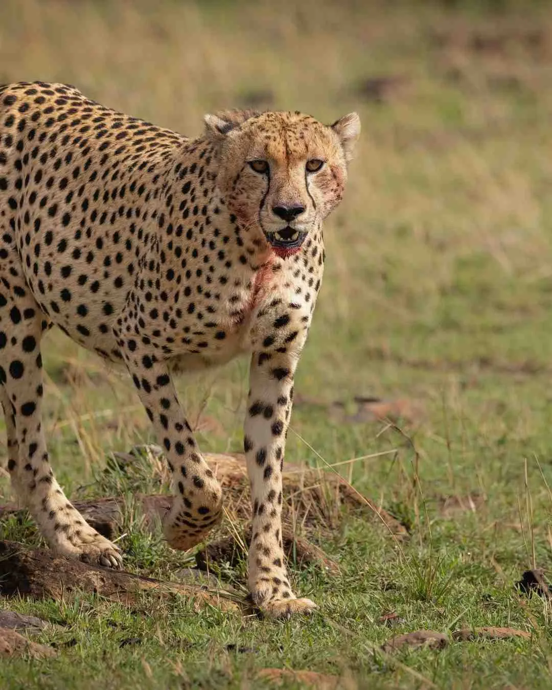 Great Migration season in the Serengeti, Tanzania