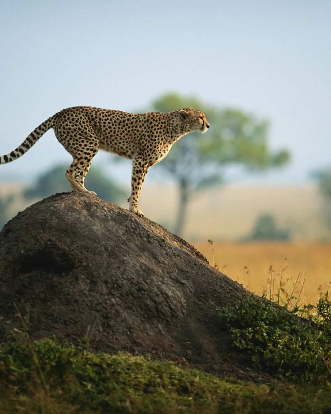 Romantic 7-Day Tanzania Safari – Premium