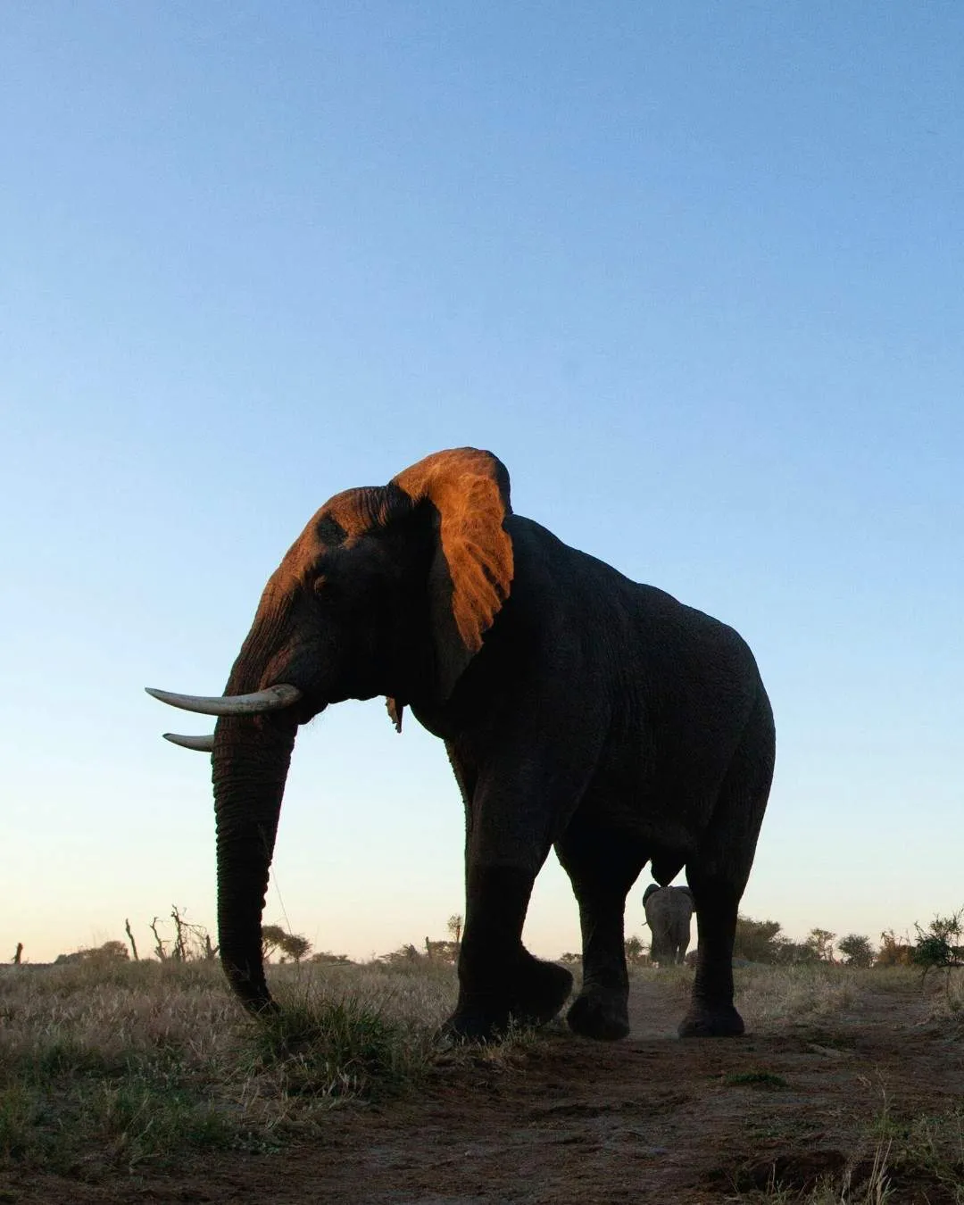 Safari itinerary highlight image for 3-Day Masai Mara Fly-In Safari in Tanzania