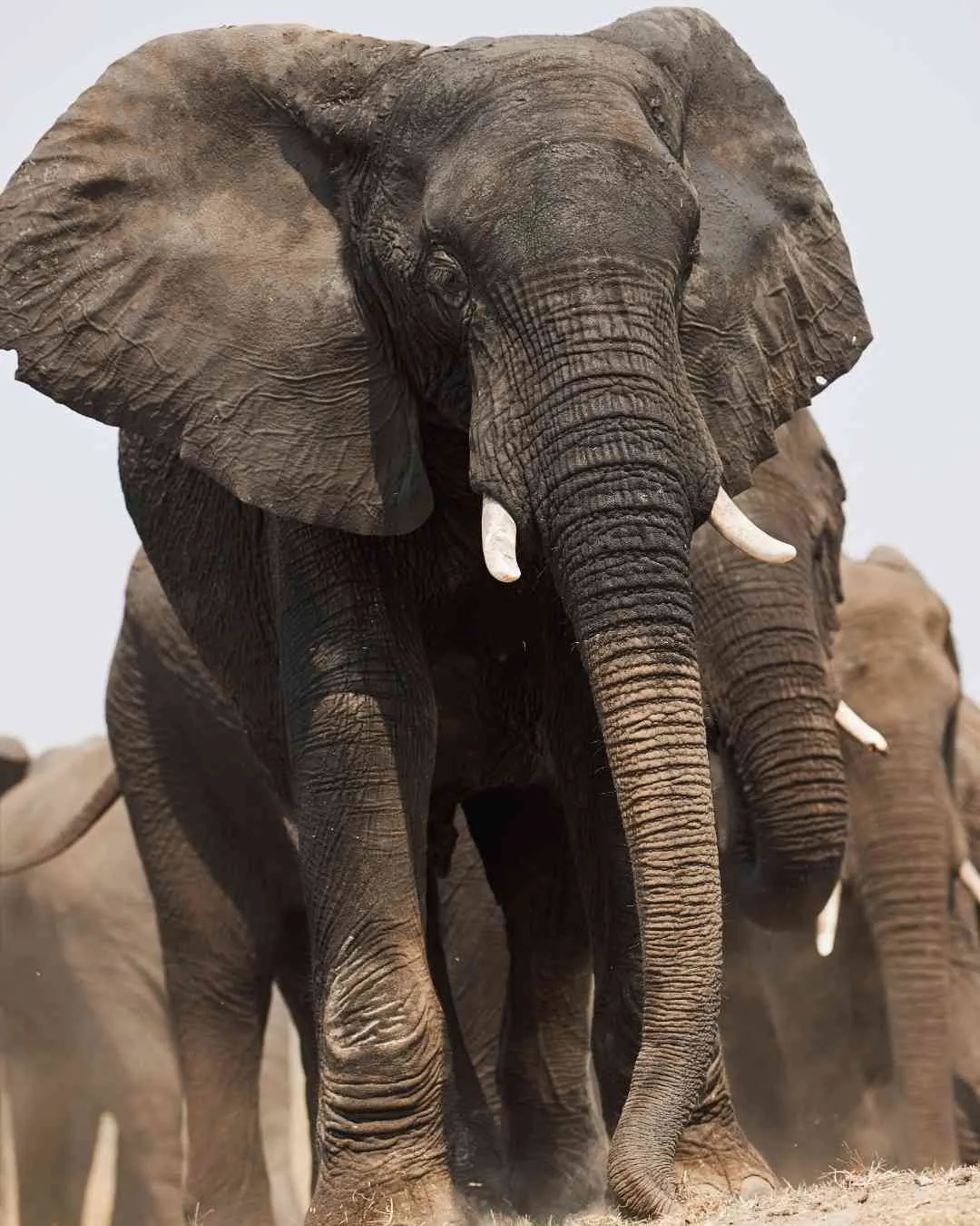 Tanzania safari landscape