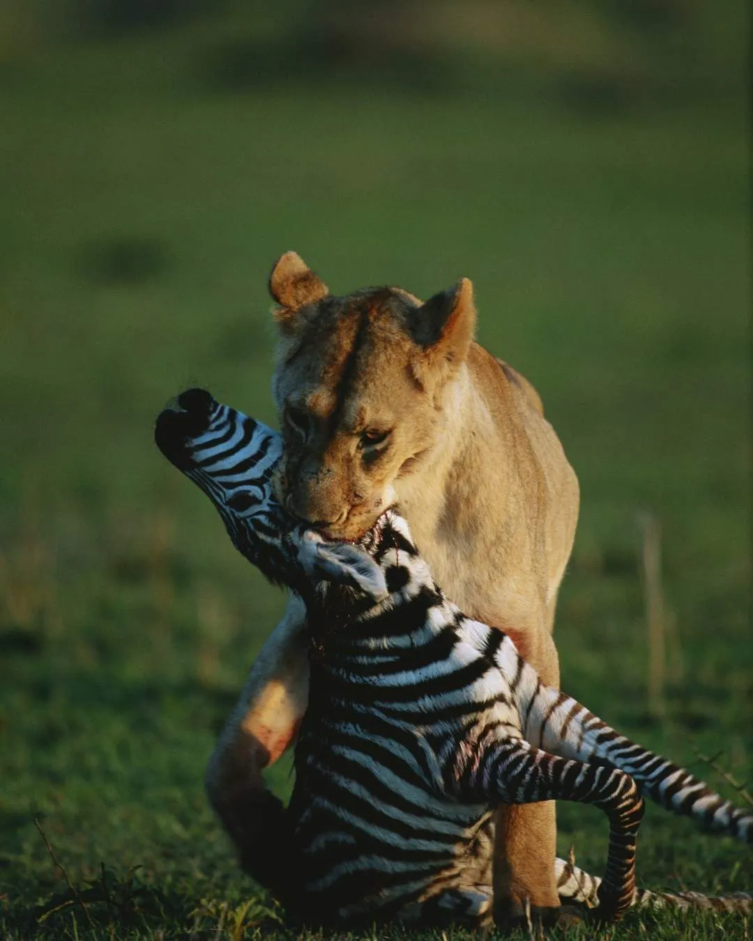 Romantic 7-Day Tanzania Safari – Premium