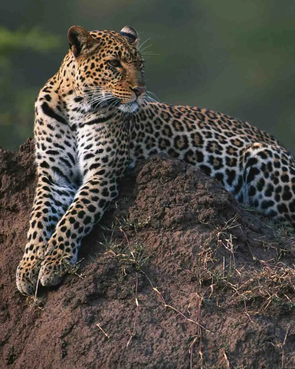 Safari itinerary highlight image for 9-Day Remote Safari Ruaha Katavi Tanzania in Tanzania