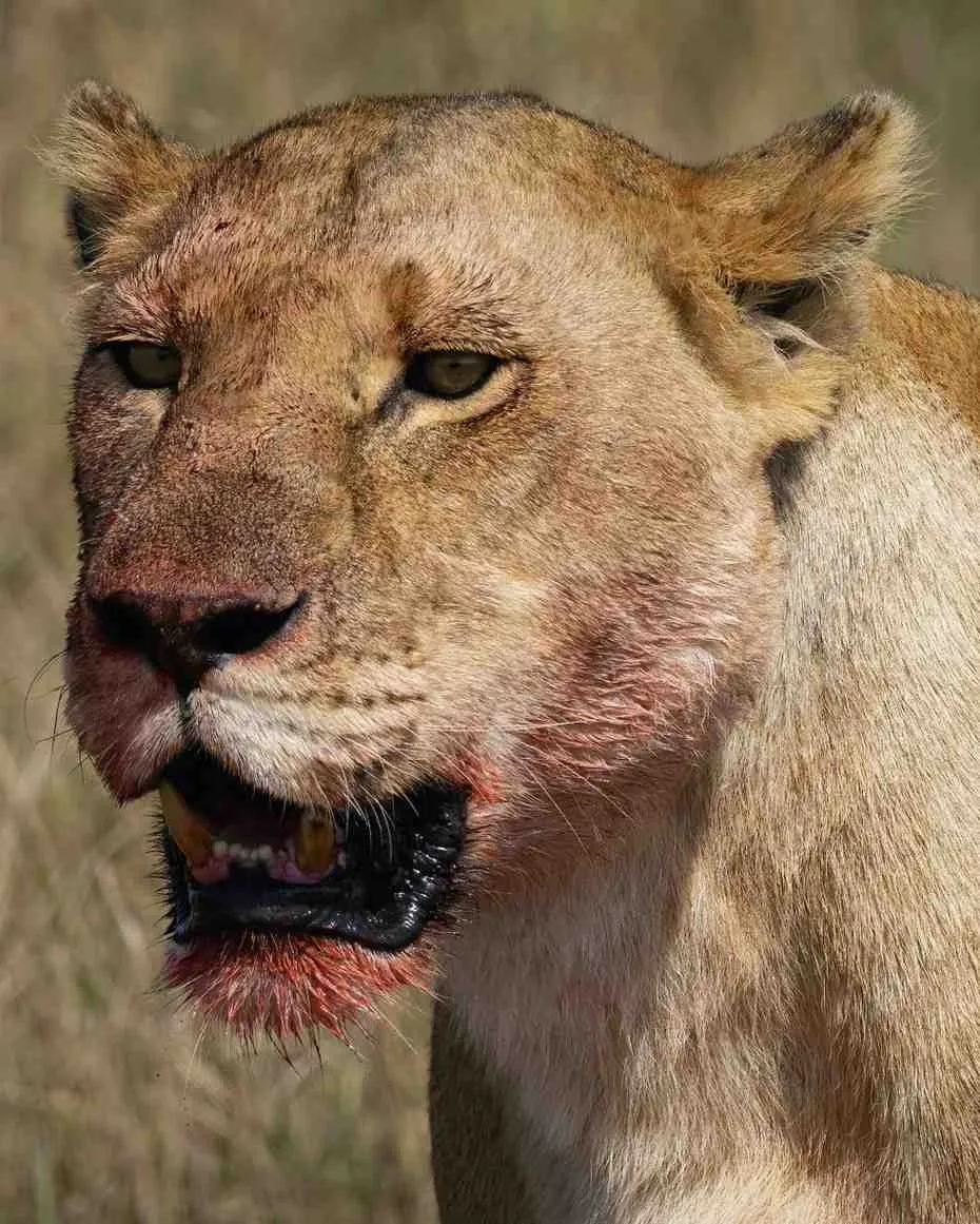 Safari itinerary highlight image for 8-Day Southern Tanzania Safari in Tanzania