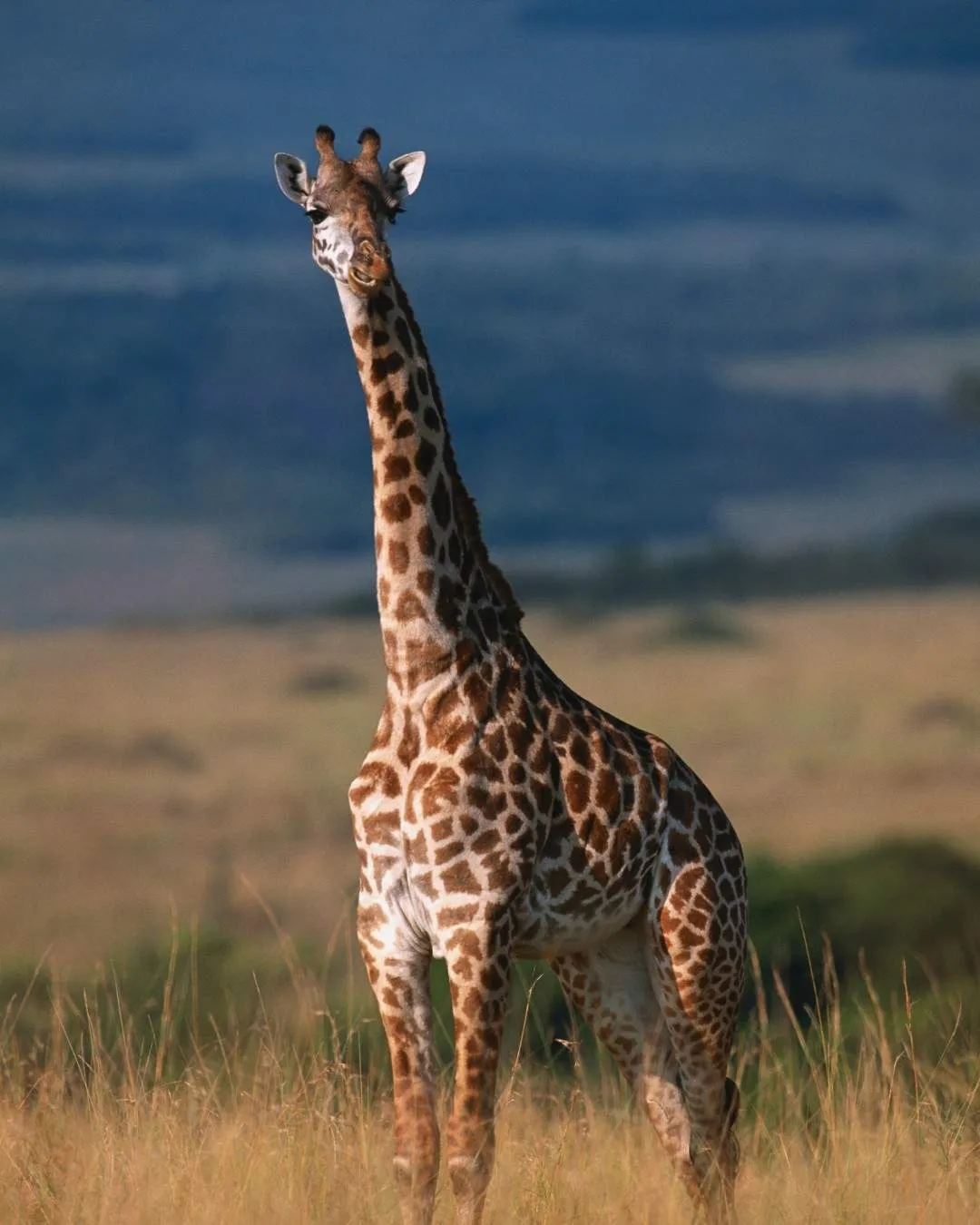 Romantic 7-Day Tanzania Safari – Premium