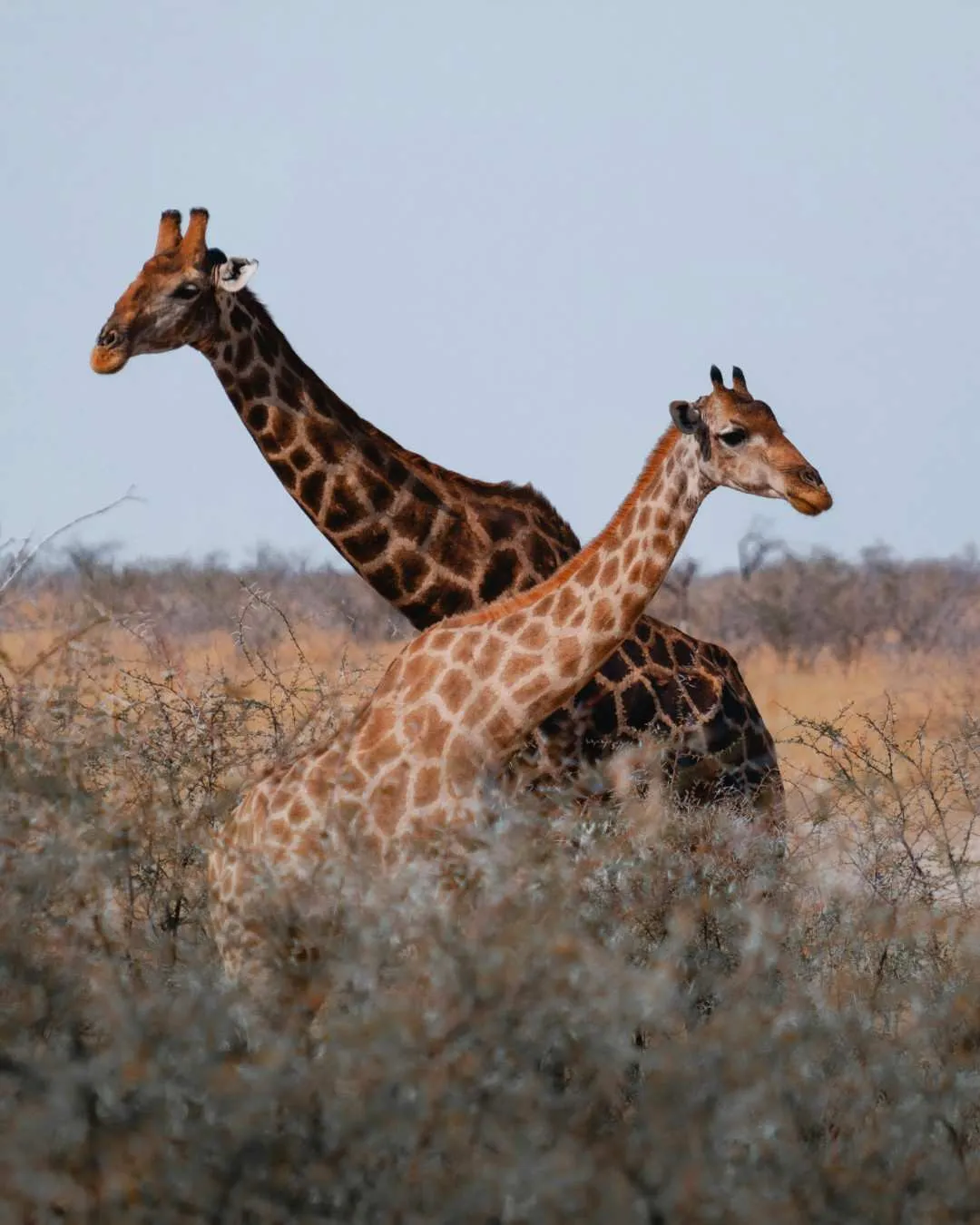 7-Day Grumeti Signature Luxury Fly-In Safari