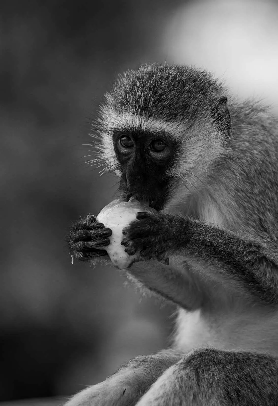 4-Day Uganda Gorilla Safari β Mid-Range