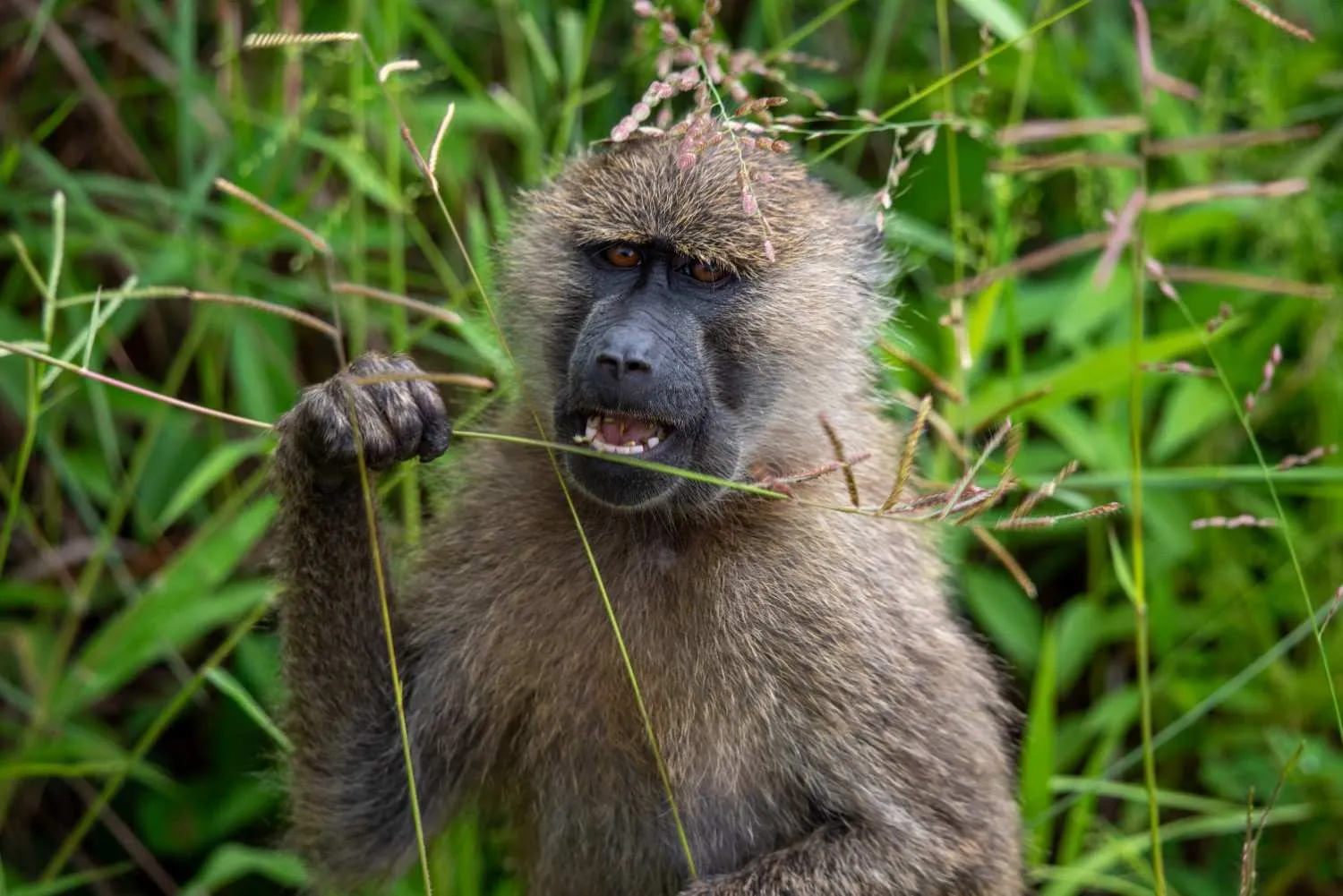 4-Day Uganda Gorilla Safari β Mid-Range