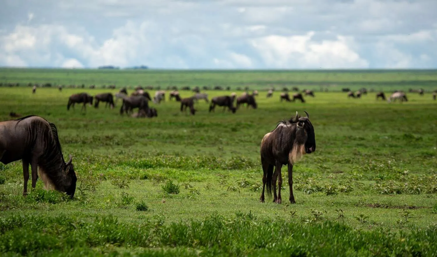 9-Day Great Migration Safari — Northern Serengeti & Mara River