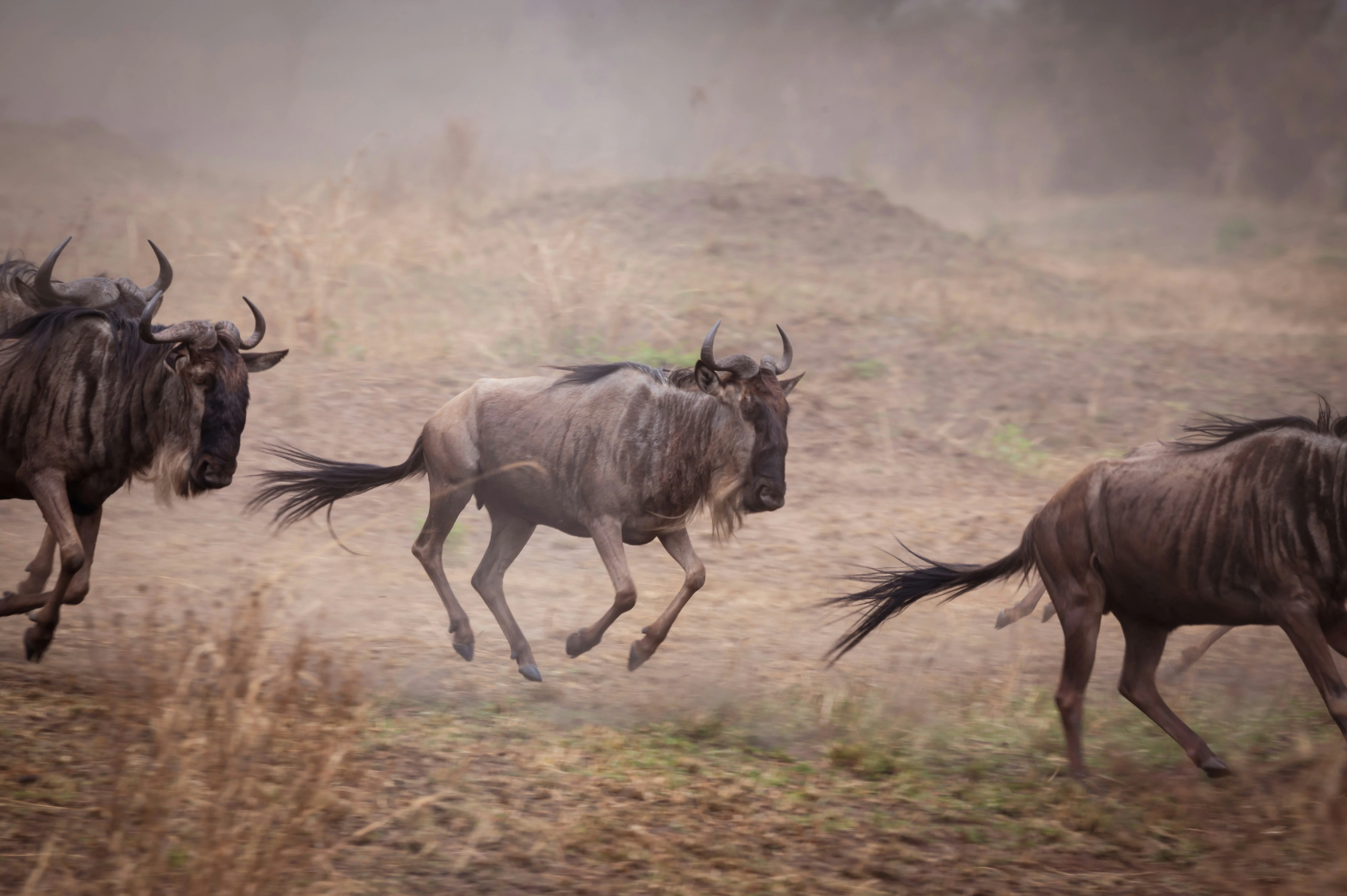 Luxury safari lodge in Tanzania