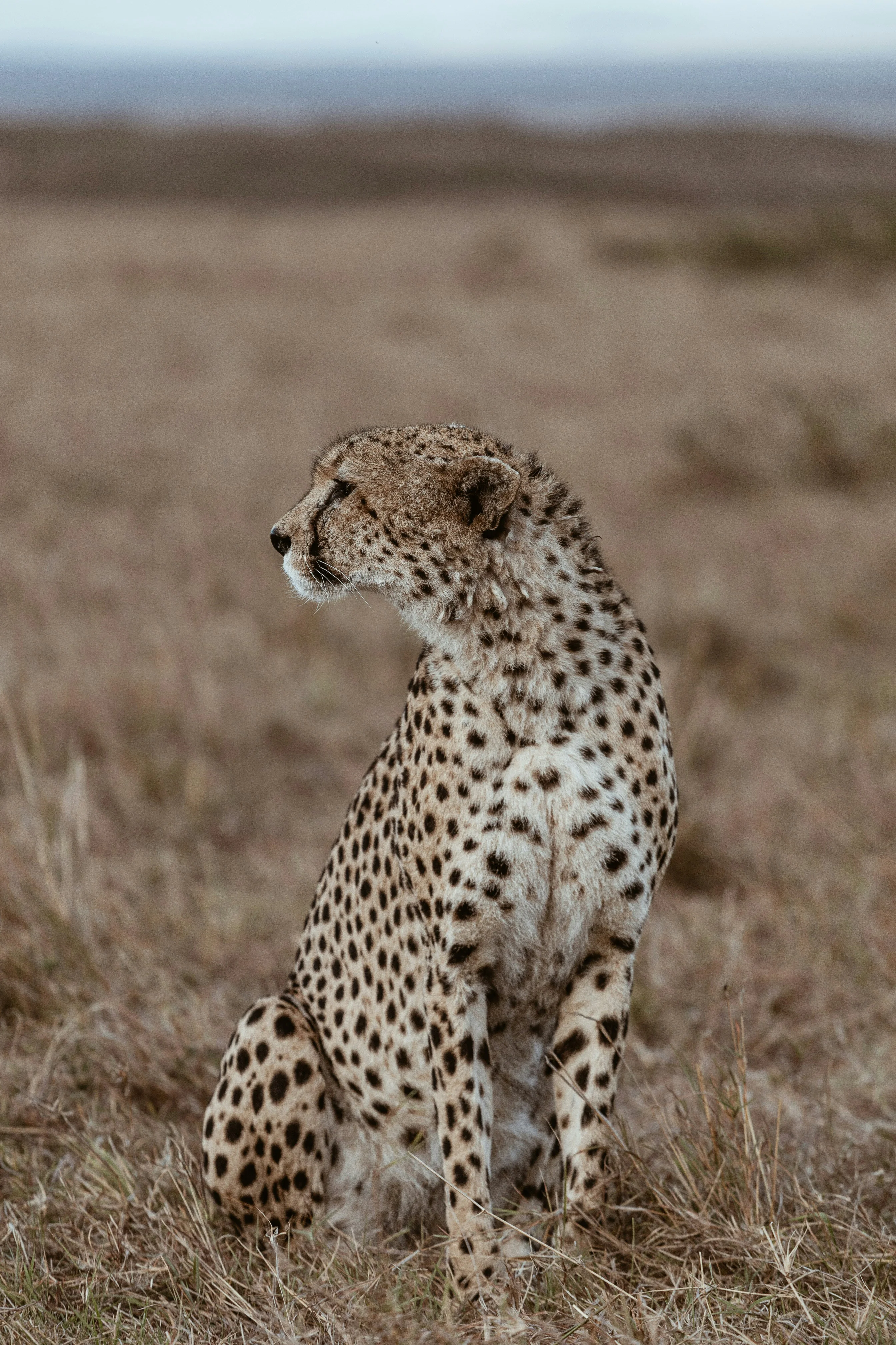 Sunrise over Serengeti