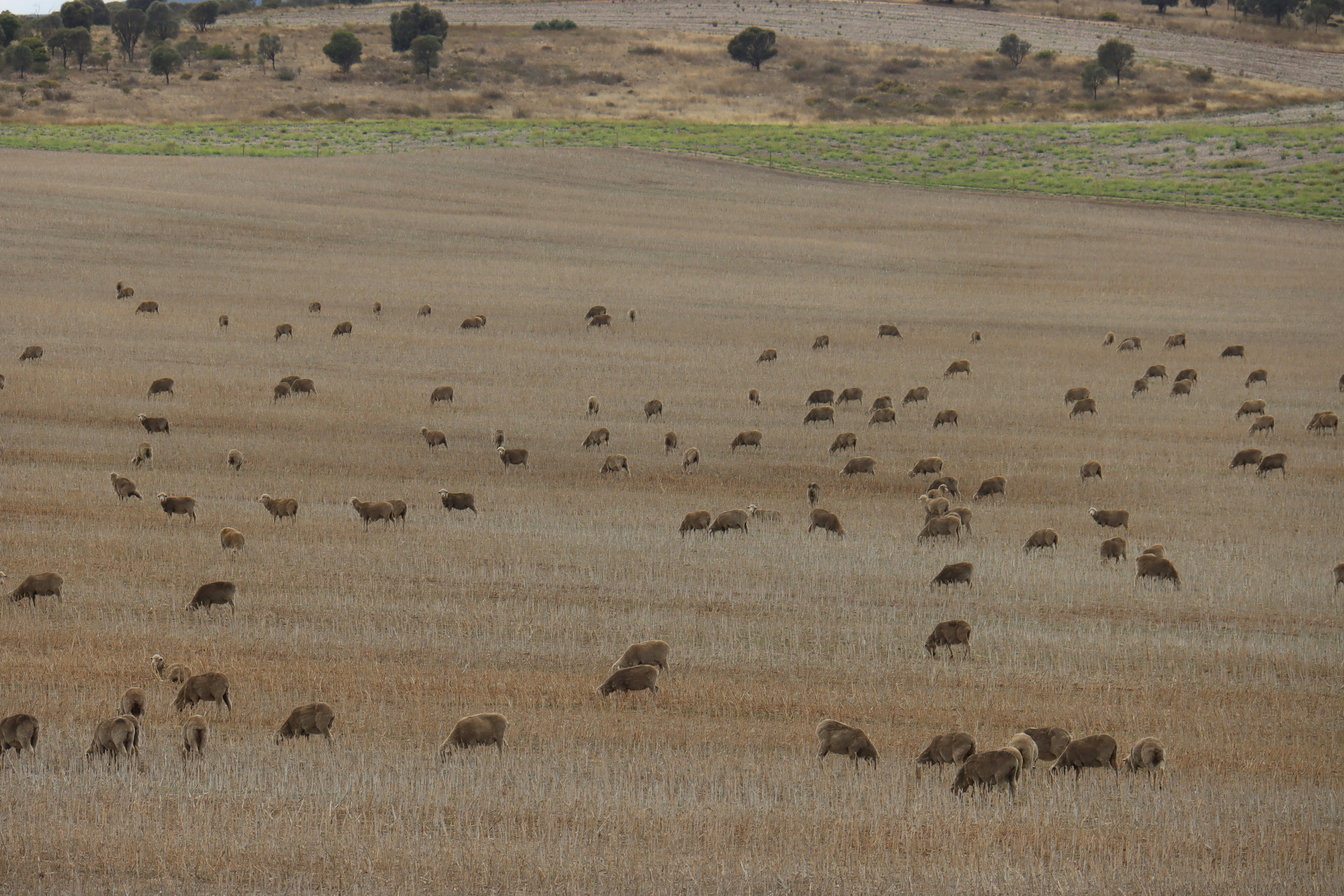 3 Days High-Luxury Masai Mara Fly-In Safari